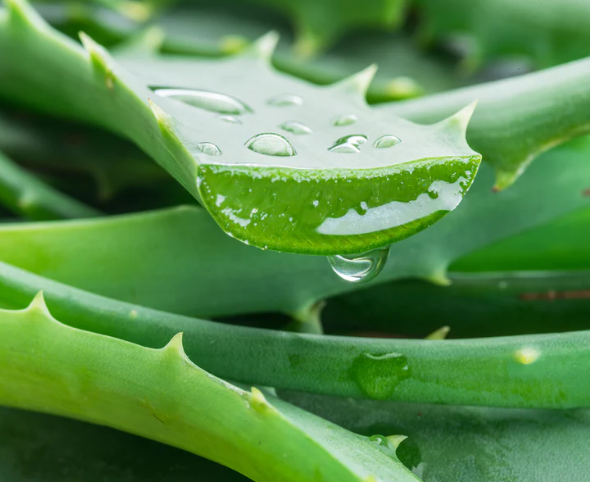 aloe